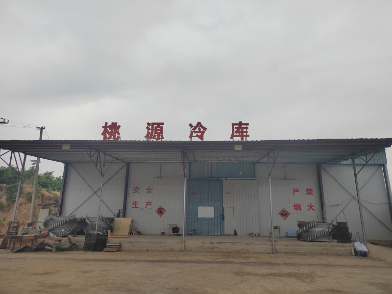 红岗山，黄蟠桃大量上市