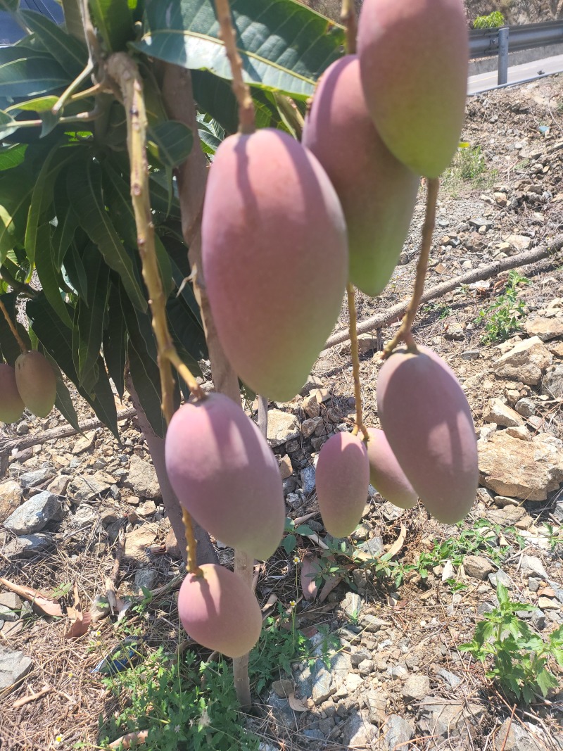 四川高山贵妃芒果大量有货需要的联系货发全国质量保证