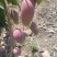 四川高山贵妃芒果大量有货需要的联系货发全国质量保证