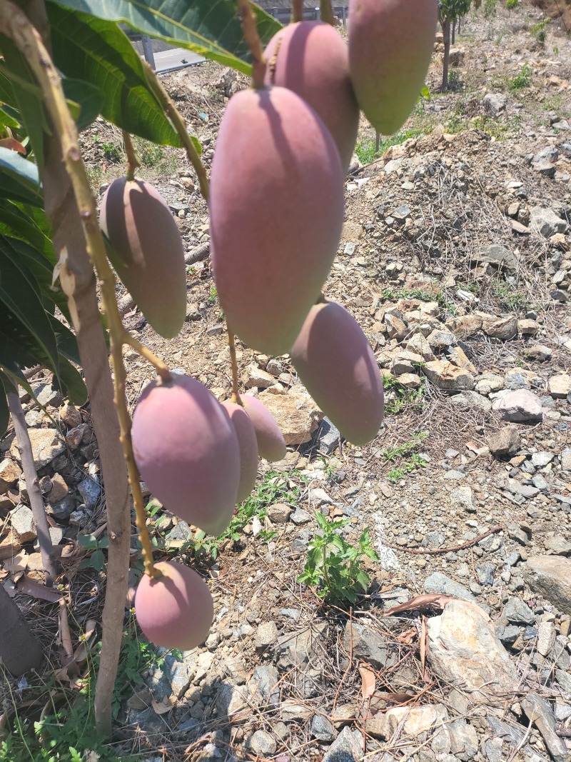 四川高山贵妃芒果大量有货需要的联系货发全国质量保证