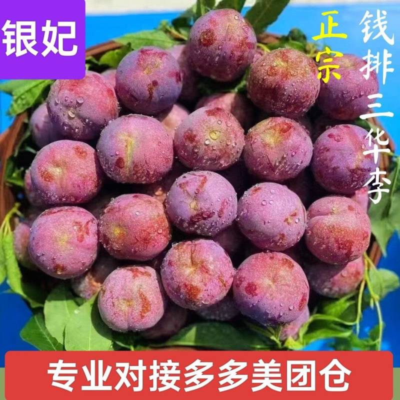 正宗茂名信宜钱排银妃三华李子红心李子专业对接多多美团仓