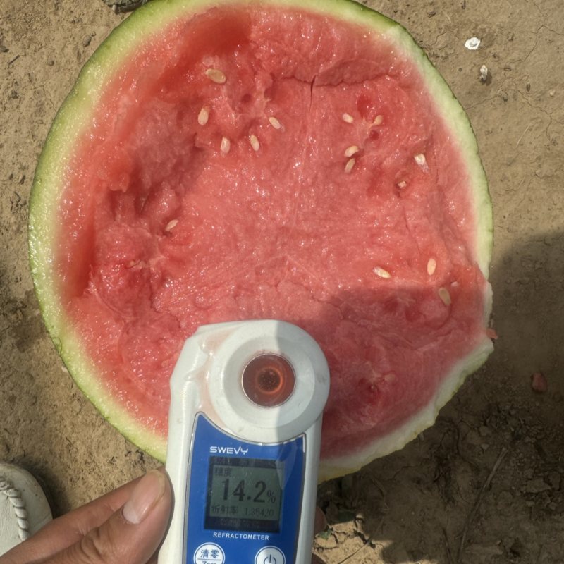 陕西精品美都西瓜大量上市实力代办保质保量欢迎咨询
