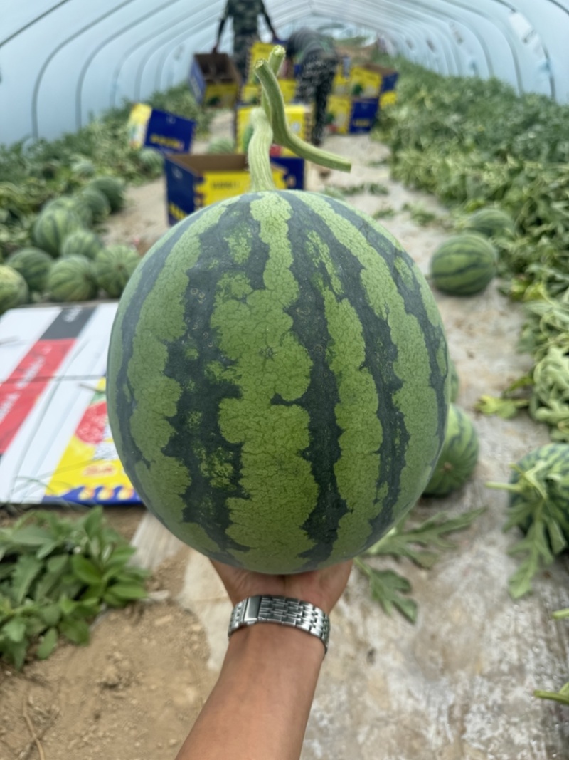 陕西精品美都西瓜大量上市实力代办保质保量欢迎咨询