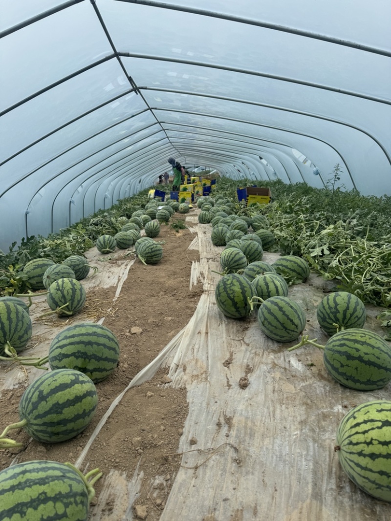 陕西精品美都西瓜大量上市实力代办保质保量欢迎咨询
