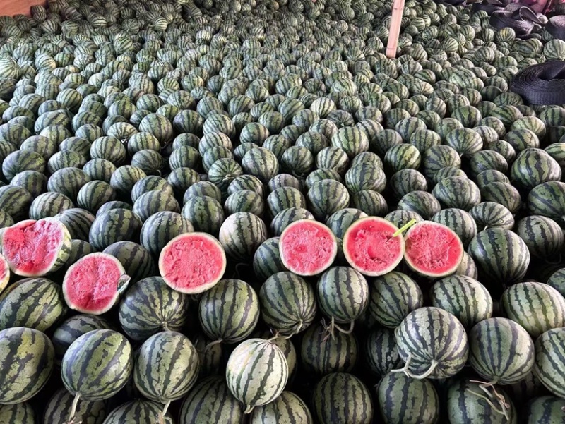 陕西精品美都西瓜大量上市实力代办保质保量欢迎咨询