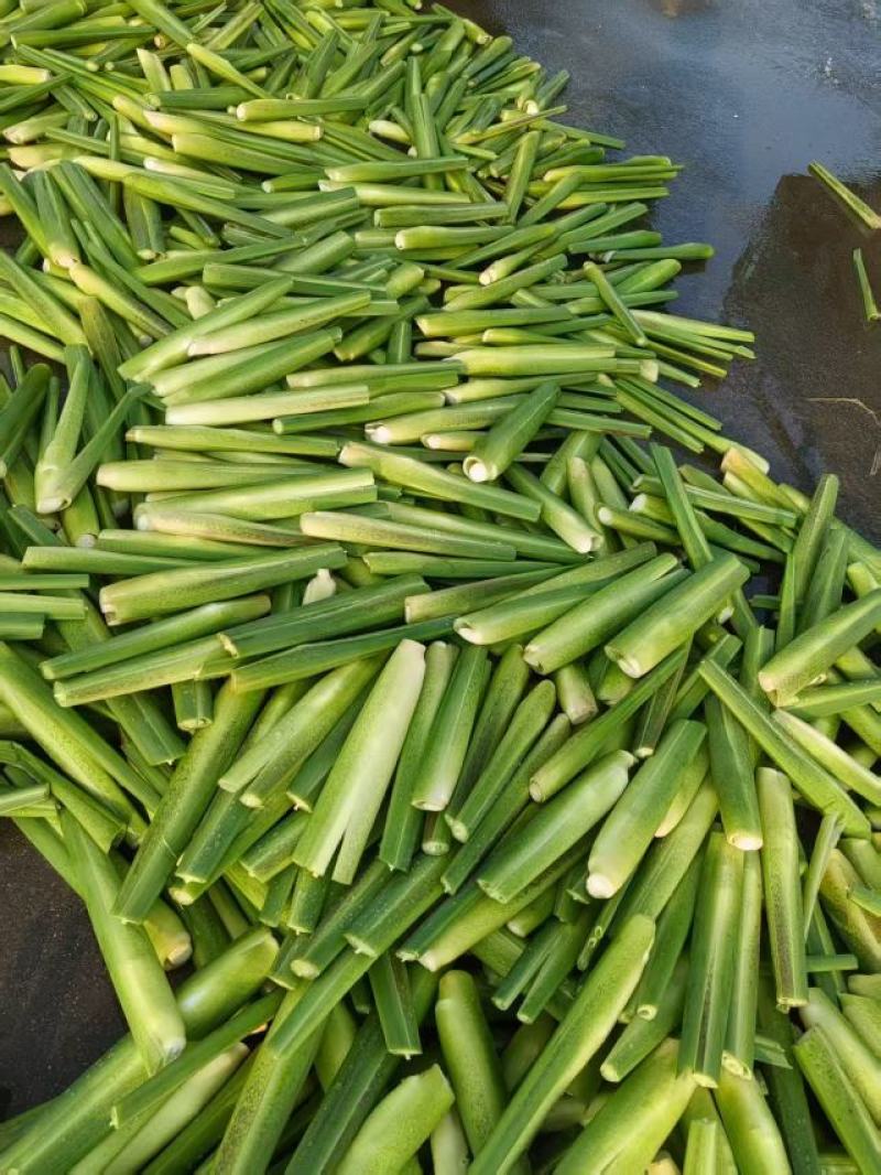 本地美人茭大量上市