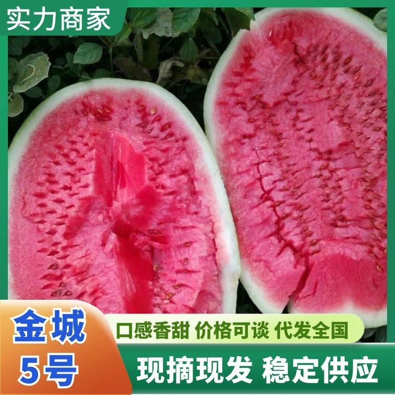 蒲城金城5号西瓜（大吨位供应）一手货源品种齐全，包熟包甜