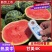 【甘美4K西瓜】产地现货,皮薄肉红,糖度高品质好货发全国