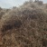 2025夏枯草全草确山夏枯草种植基地保质保量夏枯球