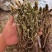 2025夏枯草全草确山夏枯草种植基地保质保量夏枯球