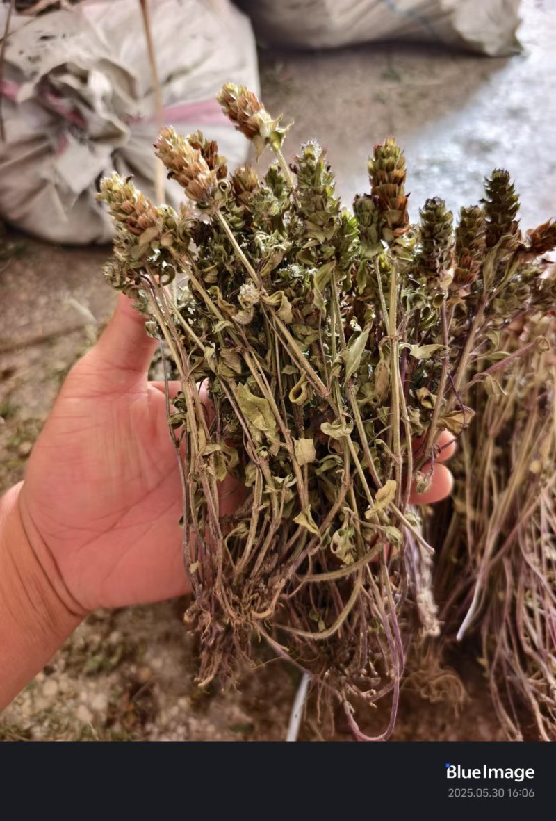2025夏枯草全草确山夏枯草种植基地保质保量夏枯球