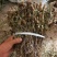 2025夏枯草全草确山夏枯草种植基地保质保量夏枯球