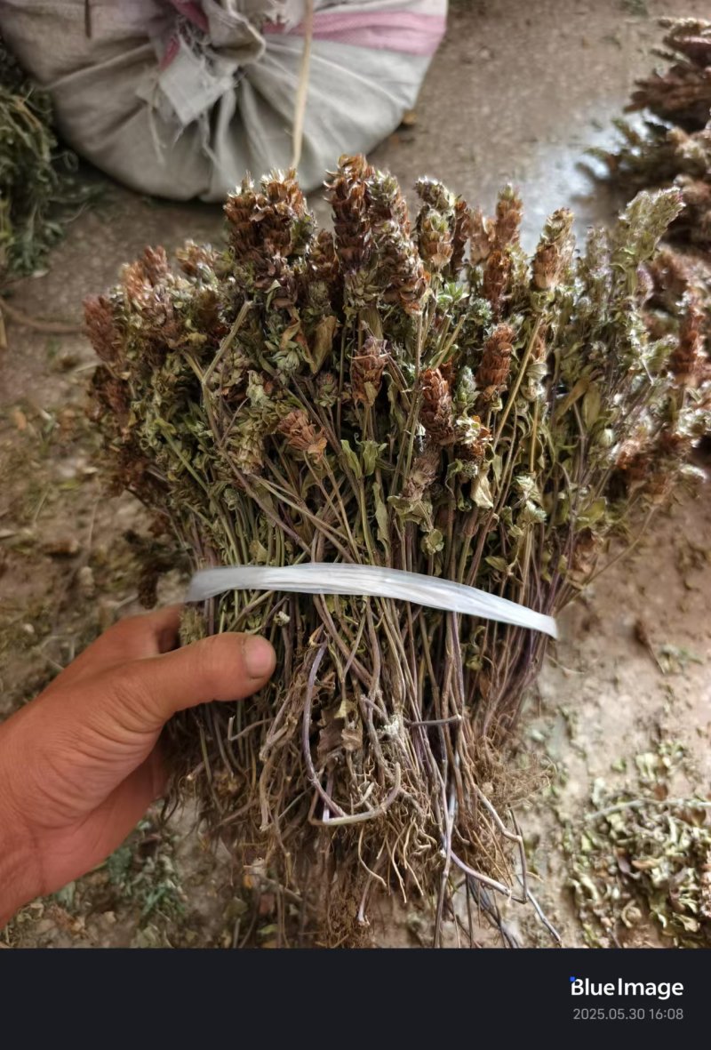 2025夏枯草全草确山夏枯草种植基地保质保量夏枯球