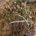2025夏枯草全草确山夏枯草种植基地保质保量夏枯球