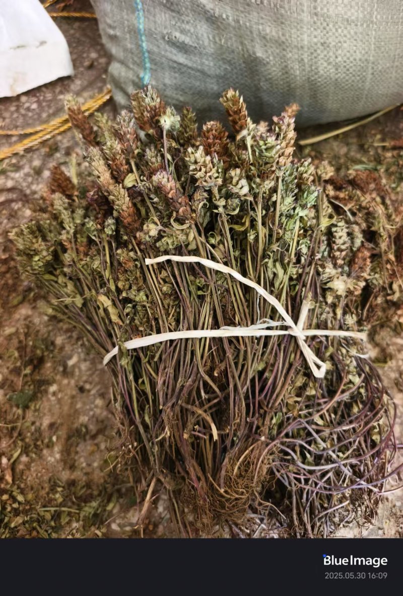 2025夏枯草全草确山夏枯草种植基地保质保量夏枯球