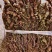 2025夏枯草全草确山夏枯草种植基地保质保量夏枯球
