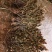 2025夏枯草全草确山夏枯草种植基地保质保量夏枯球