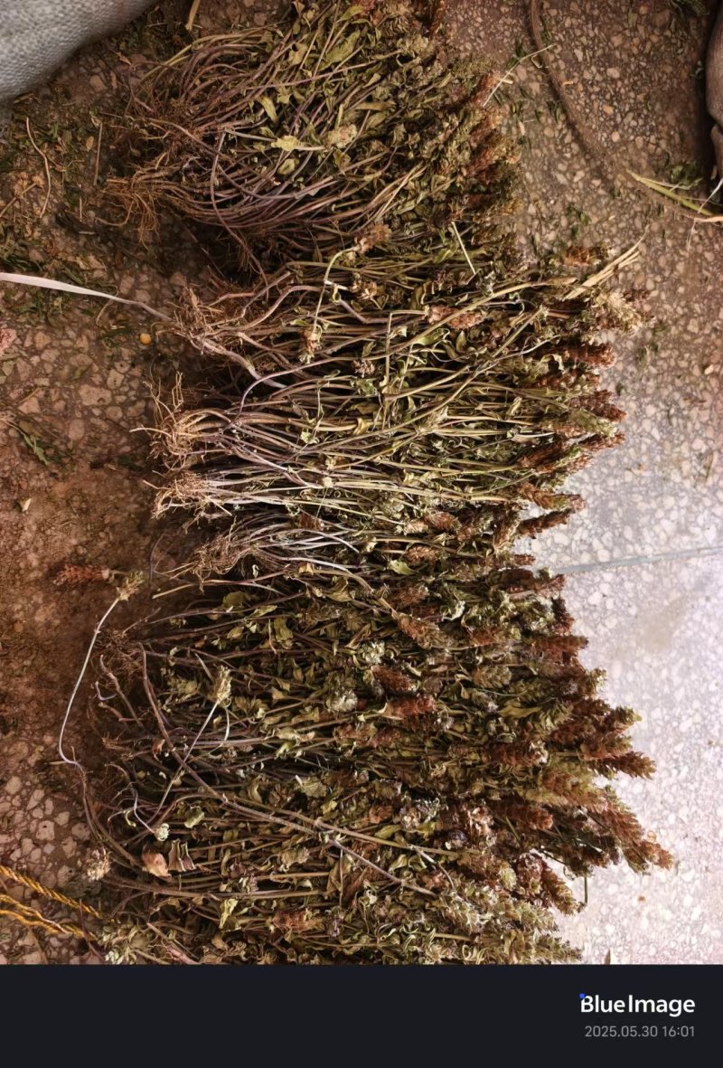 2025夏枯草全草确山夏枯草种植基地保质保量夏枯球