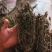2025夏枯草全草确山夏枯草种植基地保质保量夏枯球