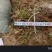2025夏枯草全草确山夏枯草种植基地保质保量夏枯球