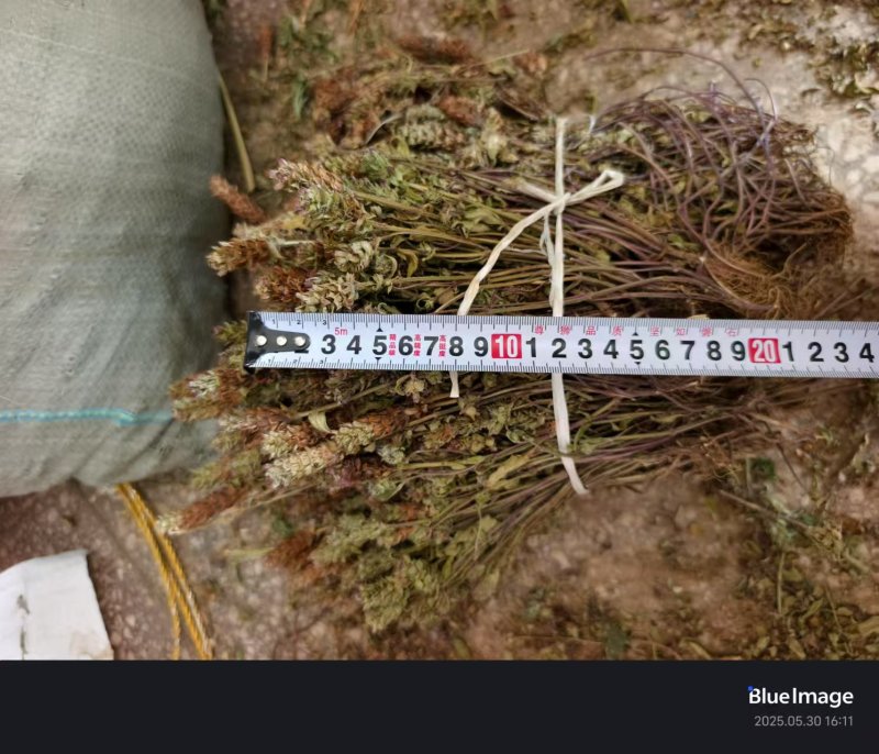 2025夏枯草全草确山夏枯草种植基地保质保量夏枯球