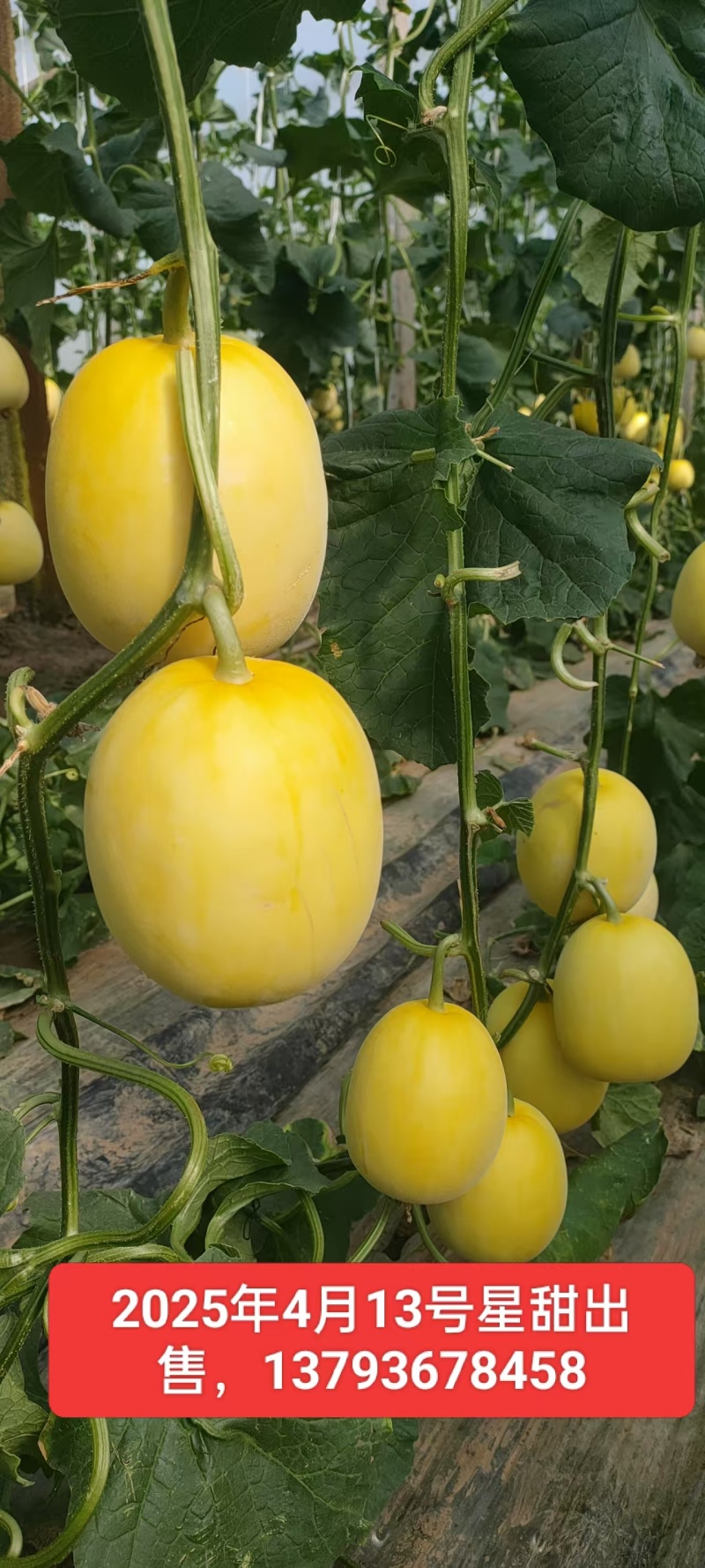 【星甜二十甜瓜】山东潍坊万亩甜瓜种植基地大量上市欢迎采购