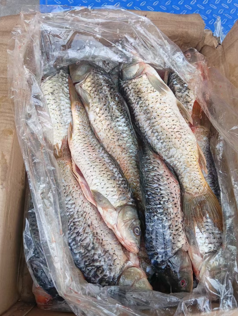 三去鲤鱼，去鳞去腮去内脏