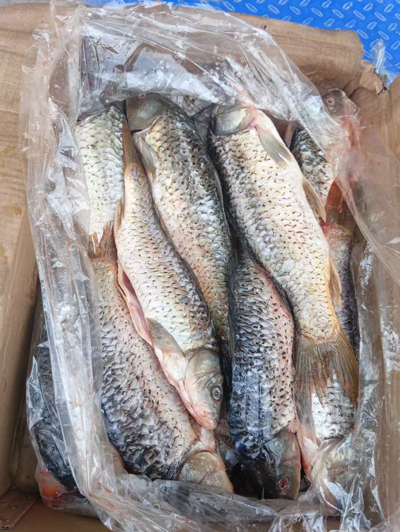 三去鲤鱼，去鳞去腮去内脏