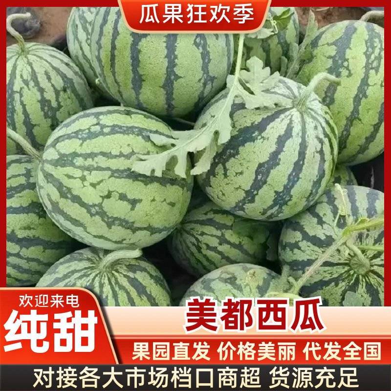 美都西瓜麒麟瓜产地看货论价保质保量欢迎订购