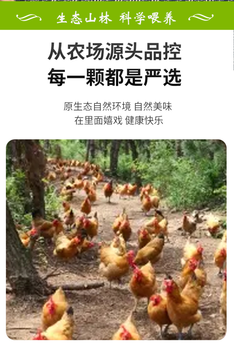 【一件代发】初生蛋土鸡蛋电商平台品质保证欢迎来电