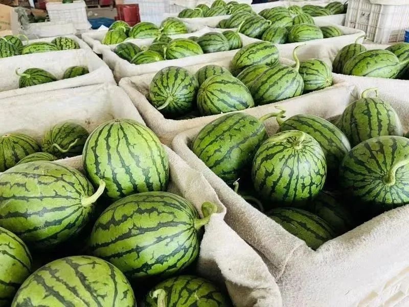 河南2k西瓜量大质优产地批发诚信经营价格实惠欢迎