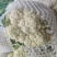 定西花菜白面青梗松花菜对接食品厂加工厂市场