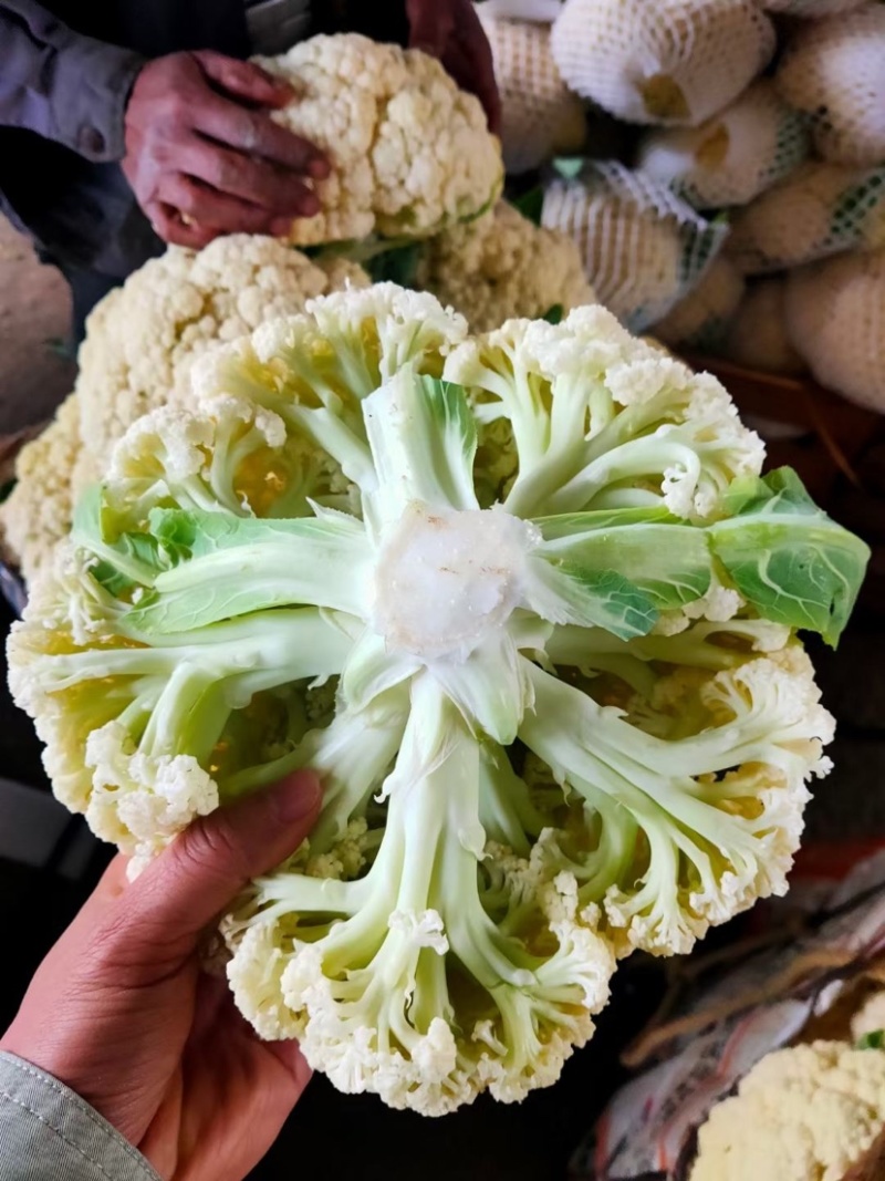 定西花菜白面青梗松花菜对接食品厂加工厂市场