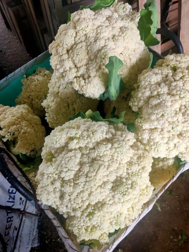 定西花菜白面青梗松花菜对接食品厂加工厂市场