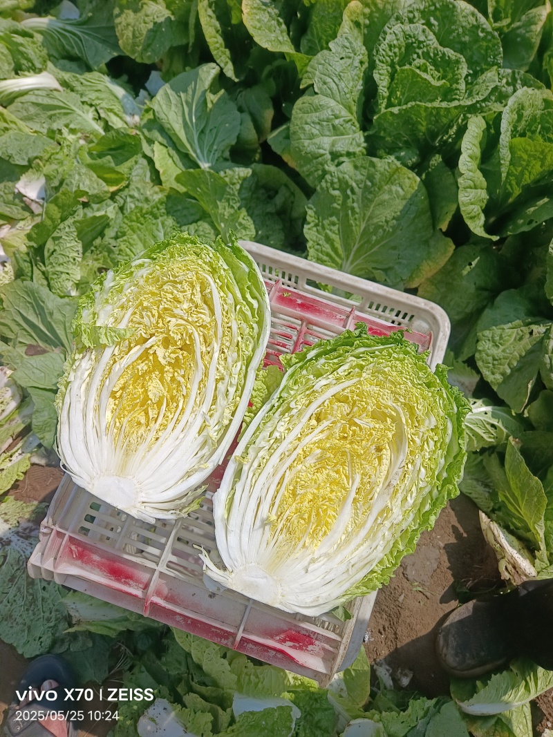 春季黄心白菜