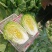 春季黄心白菜
