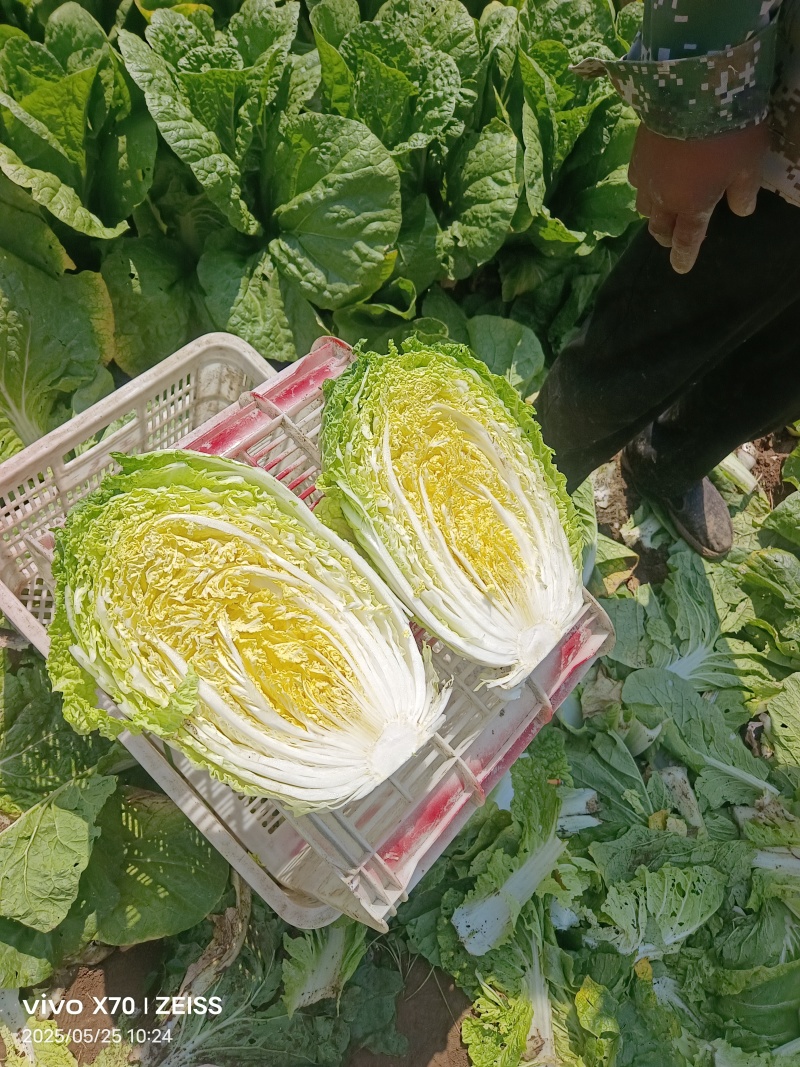 春季黄心白菜