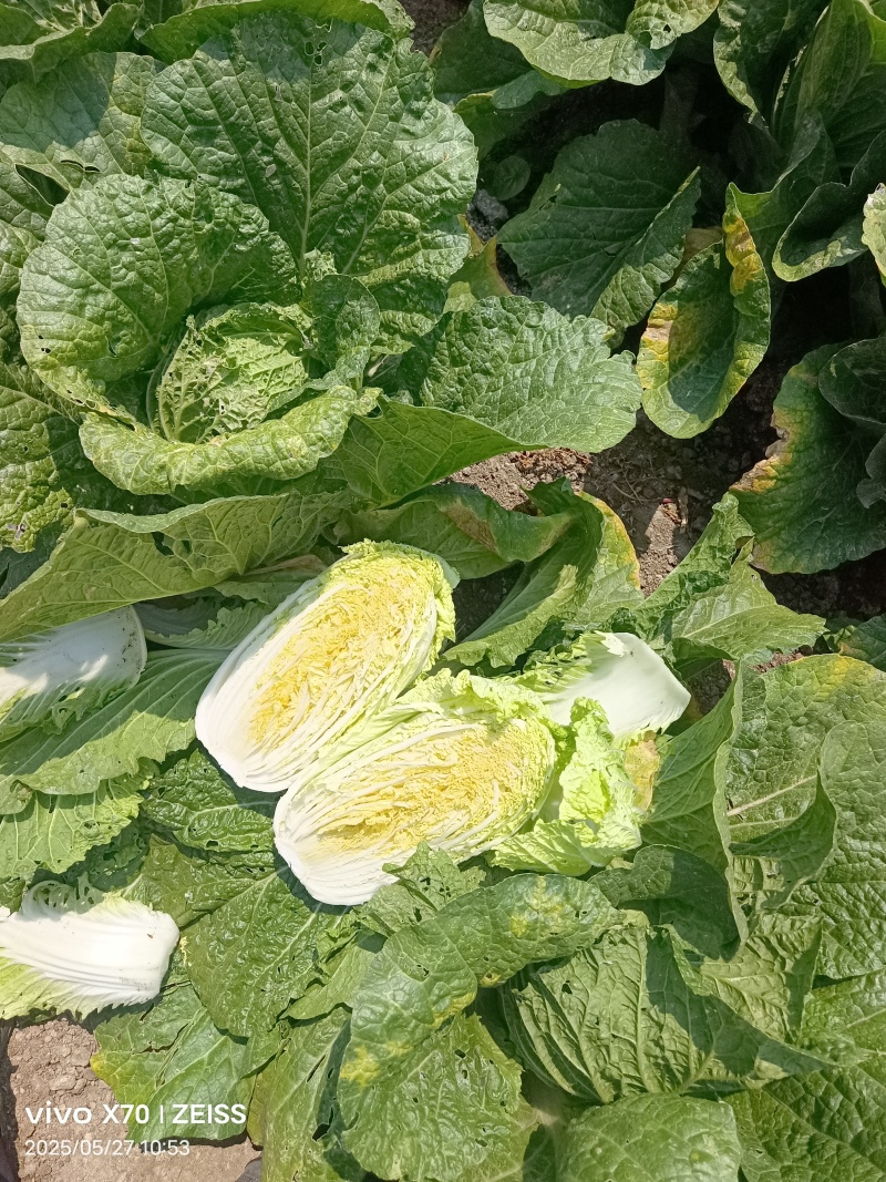 春季黄心白菜