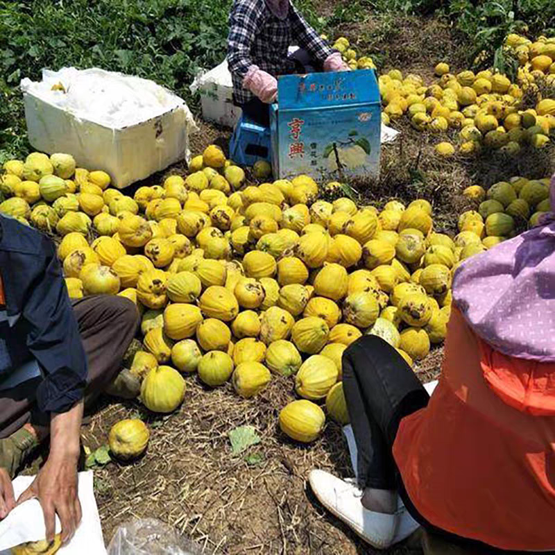 丑八怪甜瓜脆瓜香瓜湖北丑八怪香瓜产地供货一手货源