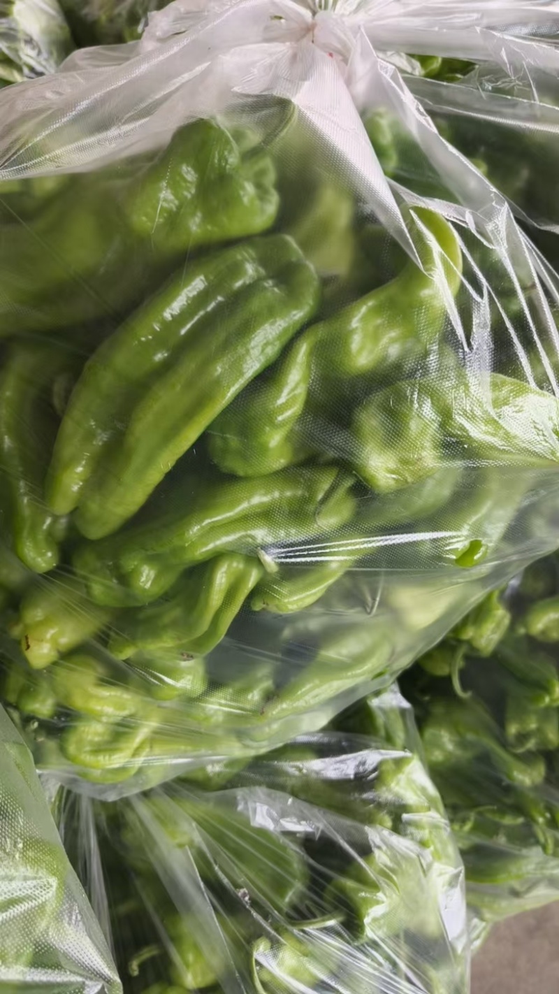 苏椒品质好价格优货源充足量大从优