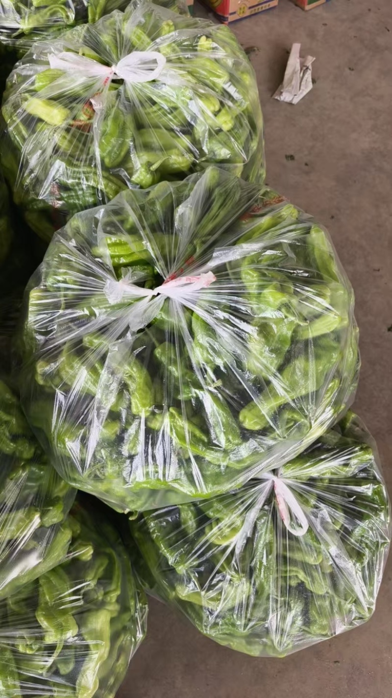 苏椒品质好价格优货源充足量大从优
