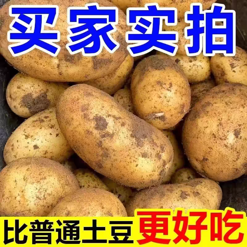 黄心土豆沃土实验一号马铃薯产地一手货源价格美丽