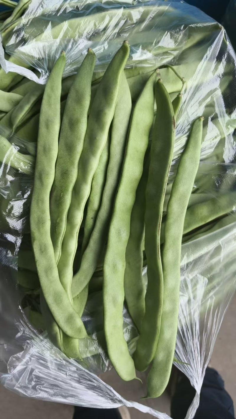 优选云豆品质优良支持视频看价格可议