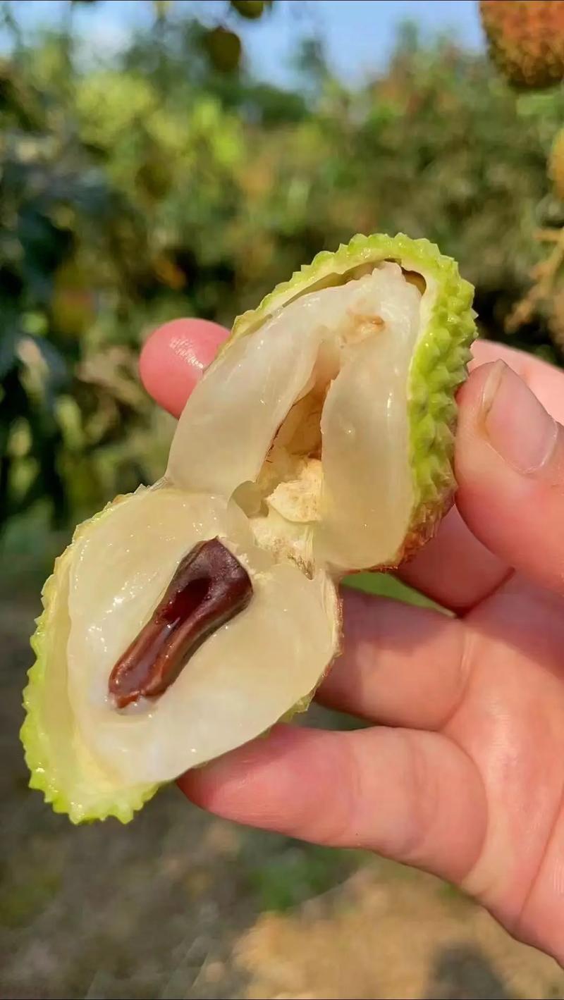 广东荔枝桂味妃子笑白糖罂白蜡黑叶产地直发货源稳定供应