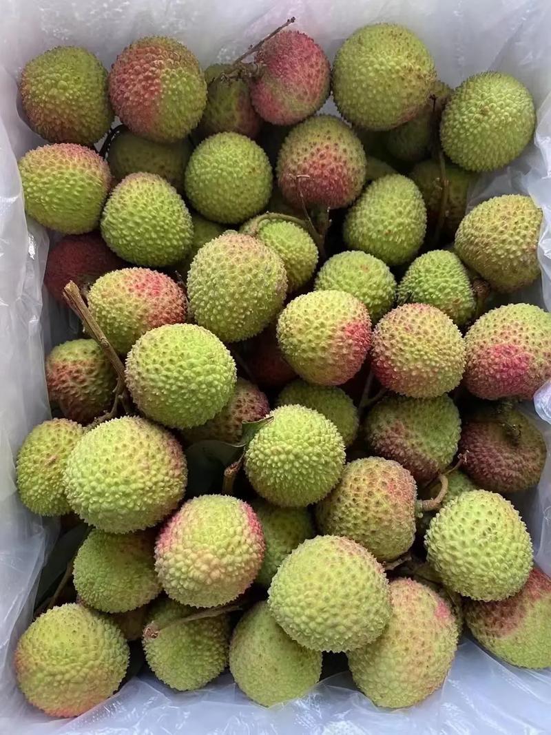 广东荔枝桂味妃子笑白糖罂白蜡黑叶产地直发货源稳定供应