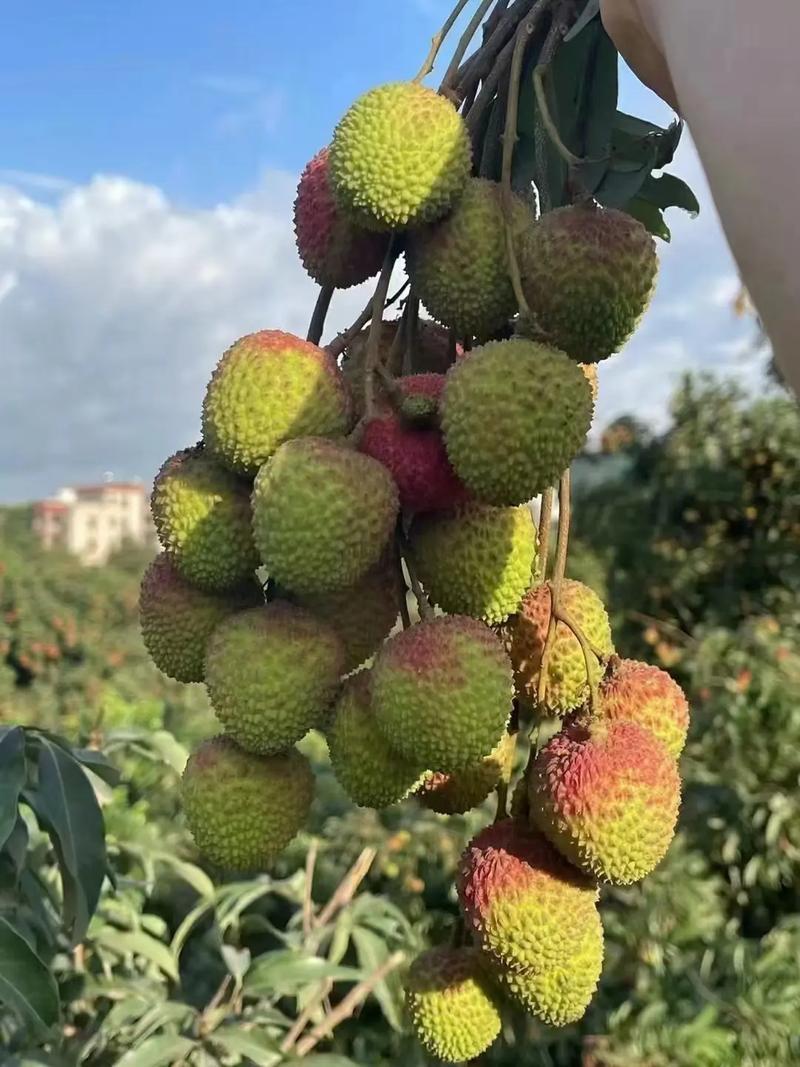 广东荔枝桂味妃子笑白糖罂白蜡黑叶产地直发货源稳定供应