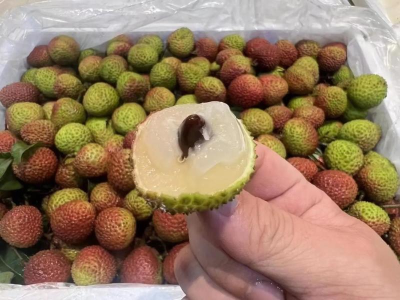 广东荔枝桂味妃子笑白糖罂白蜡黑叶产地直发货源稳定供应