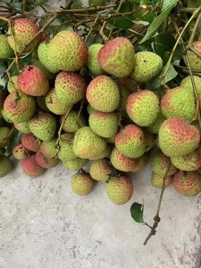 广东荔枝桂味妃子笑白糖罂白蜡黑叶产地直发货源稳定供应