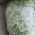 茶豆扁豆一手货源诚信经营对接各大商超欢迎来电