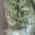 茶豆扁豆一手货源诚信经营对接各大商超欢迎来电